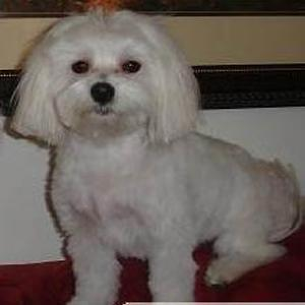 LostAndFound.com | Lost: white short hair Maltese | Category: Dogs ...