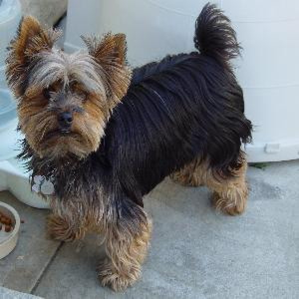 title yorkie black and tan category dogs gender male description